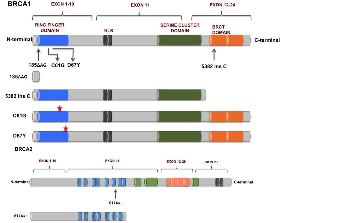 BRCA genes