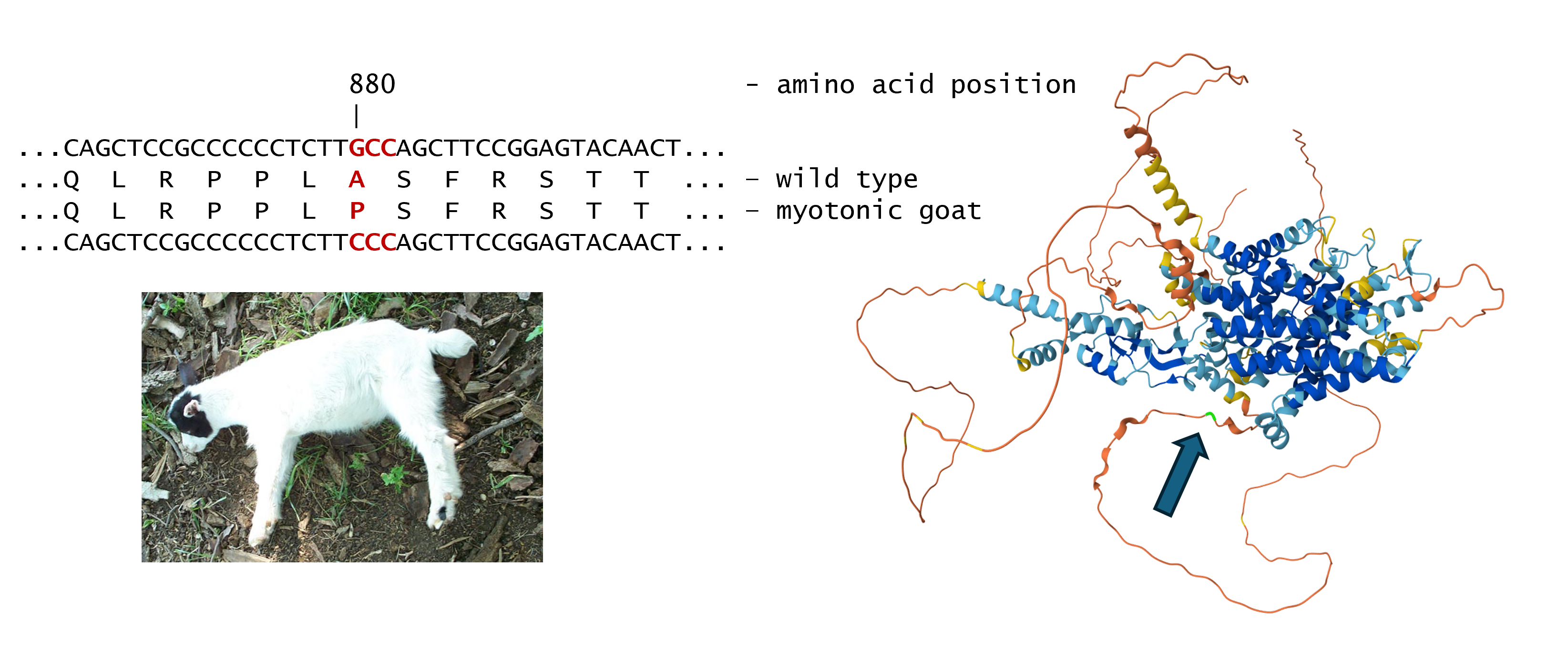 Image of SNP and amino acid change in sequence of CLCN1 and 3D structure of protein and paralysed myotonic goat