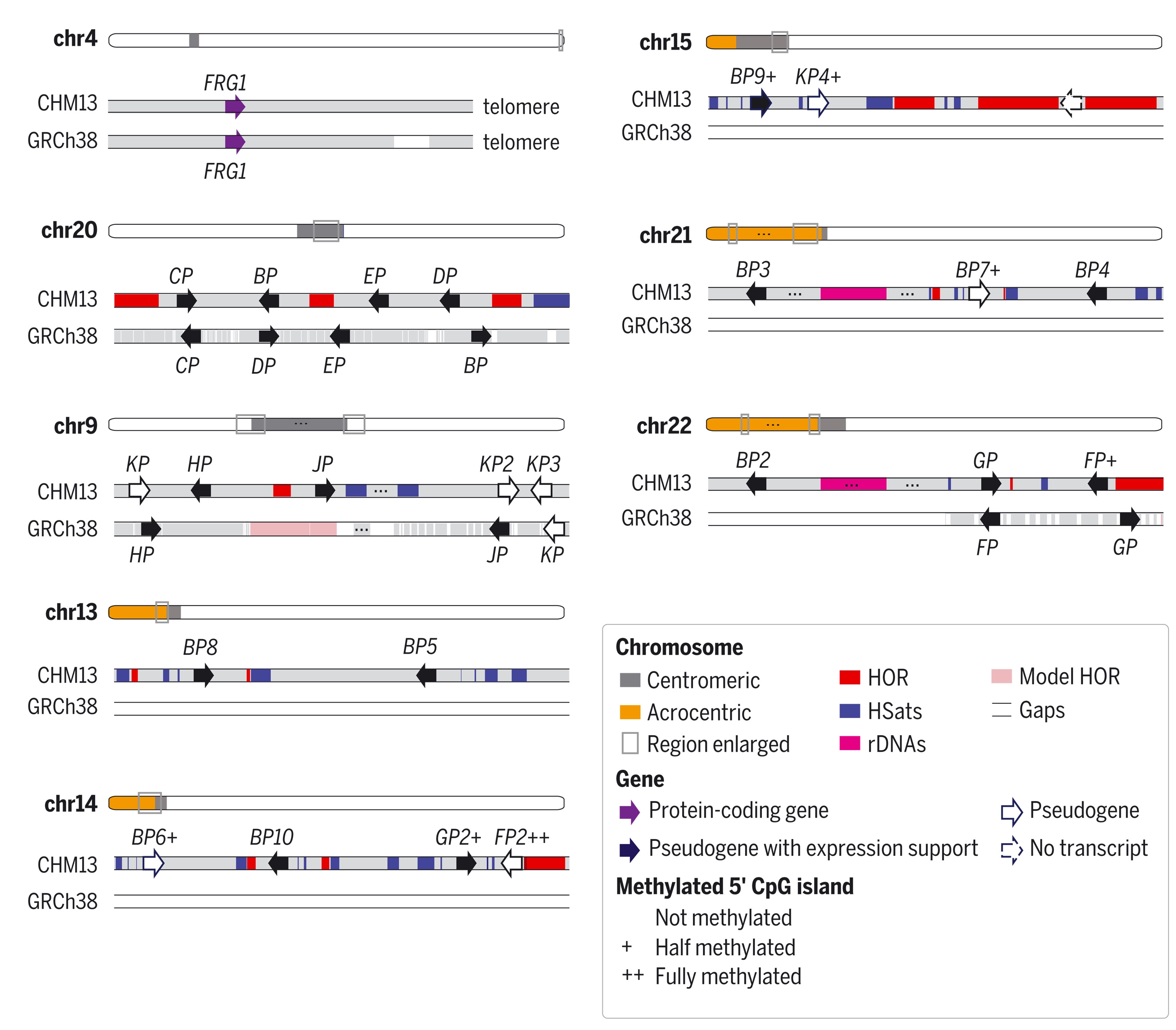 FRG1 and its 23 paralogs in CHM13, thanks to genome coverage