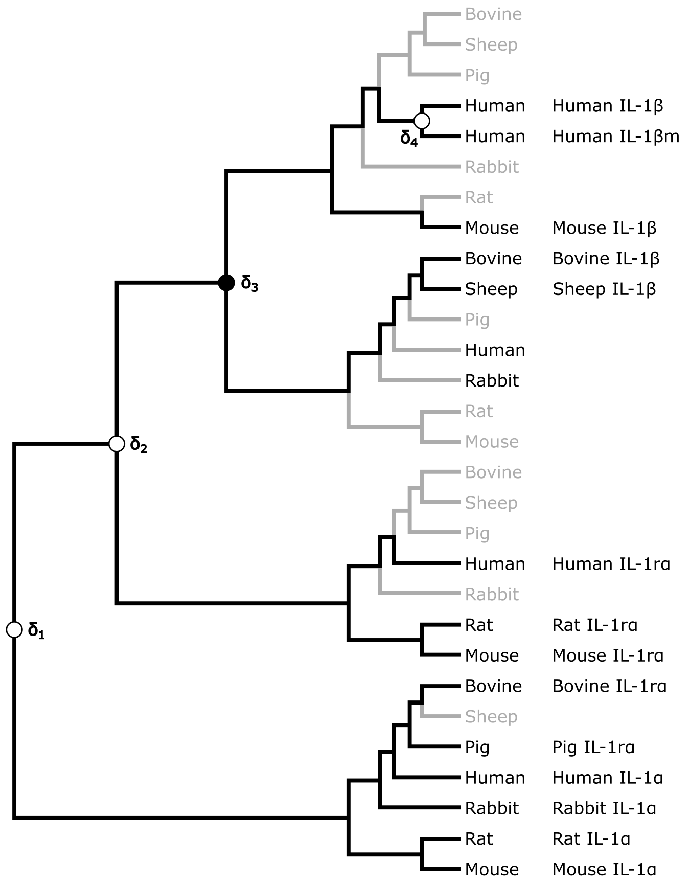 A reconciled tree of the species tree and gene tree of mammalian Interleukin-1 genes.