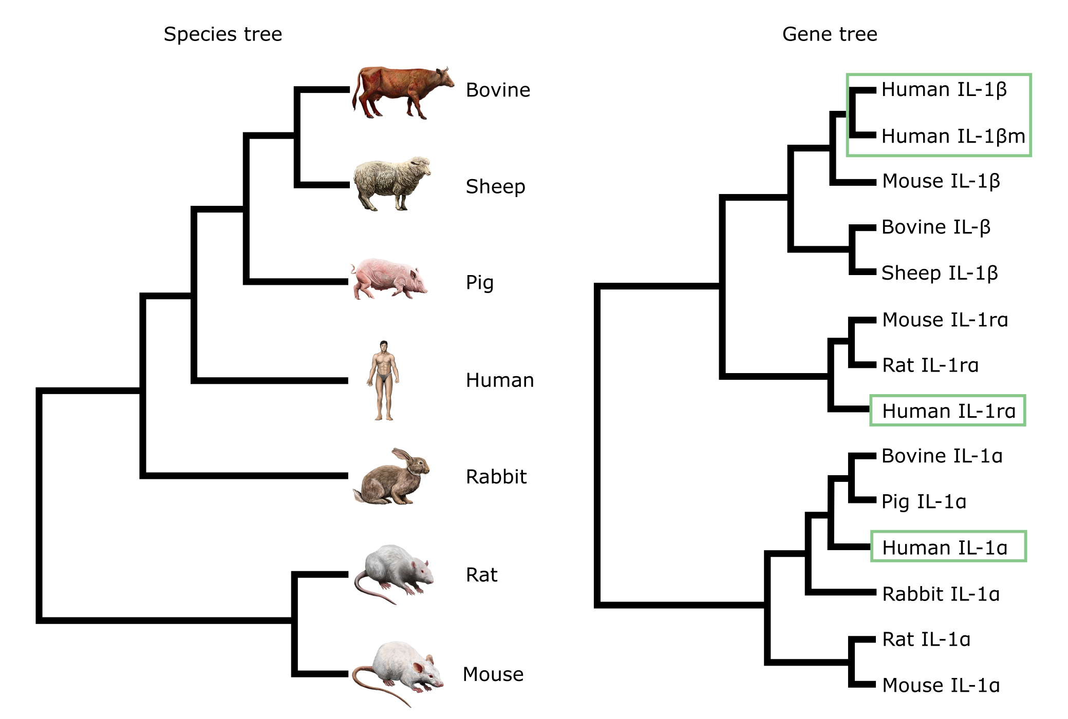 Species tree and a gene tree of mammalian Interleukin-1 genes.
