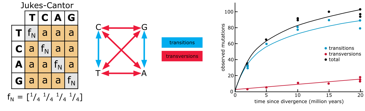 The Jukes Cantor model (left), transitions (blue) and transversions (red) and how they accumulate differently during evolutionary time (right).
Credits: CC BY-NC 4.0 .