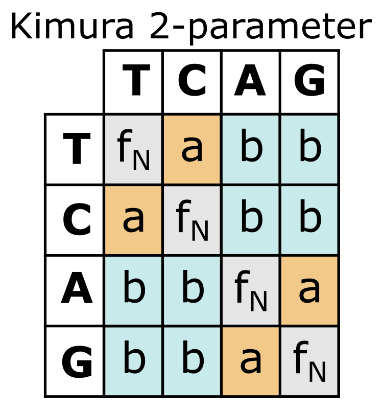The Kimura 2-parameter substitution model.