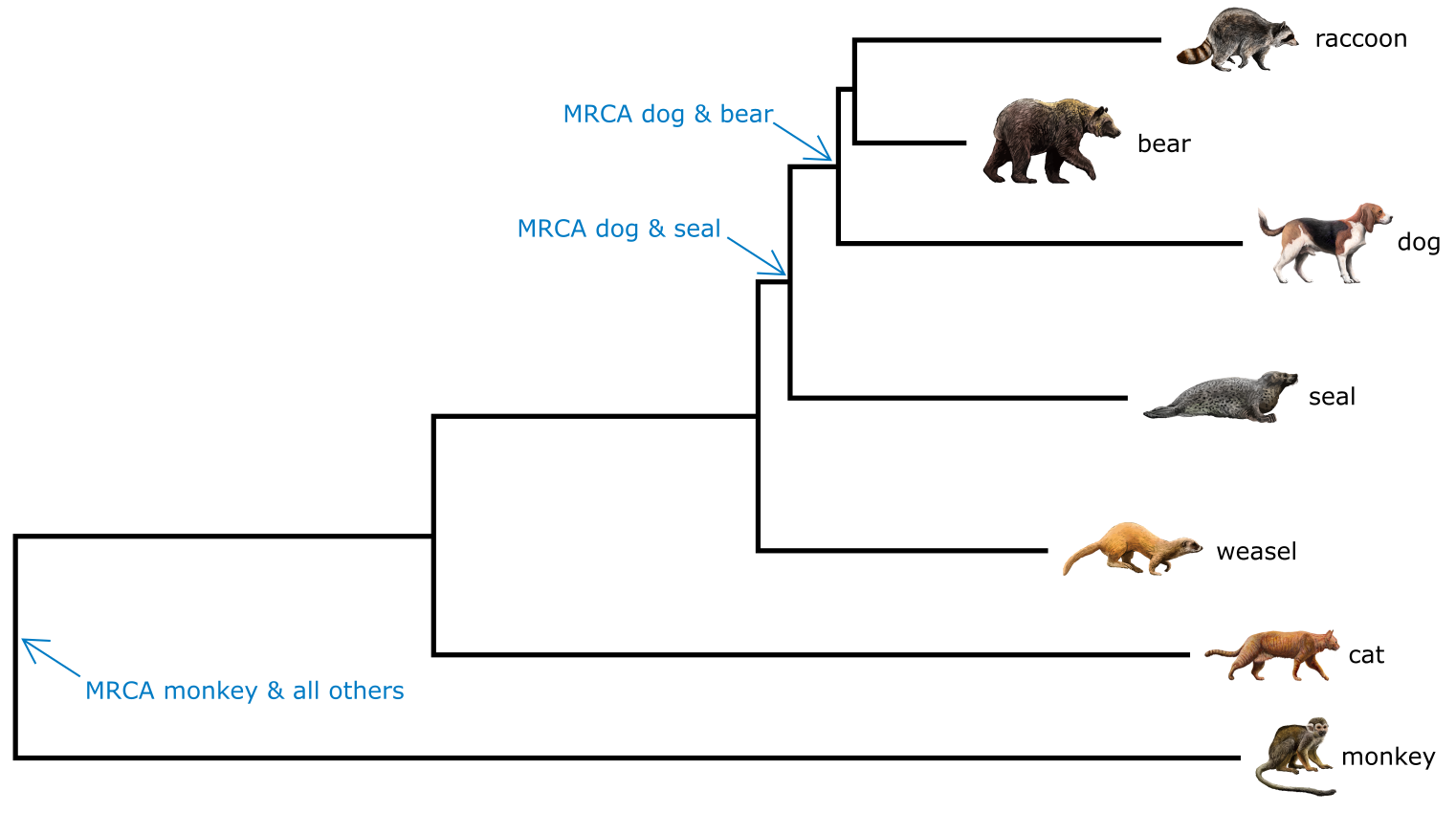 An additive phylogenetic tree rooted at monkey
