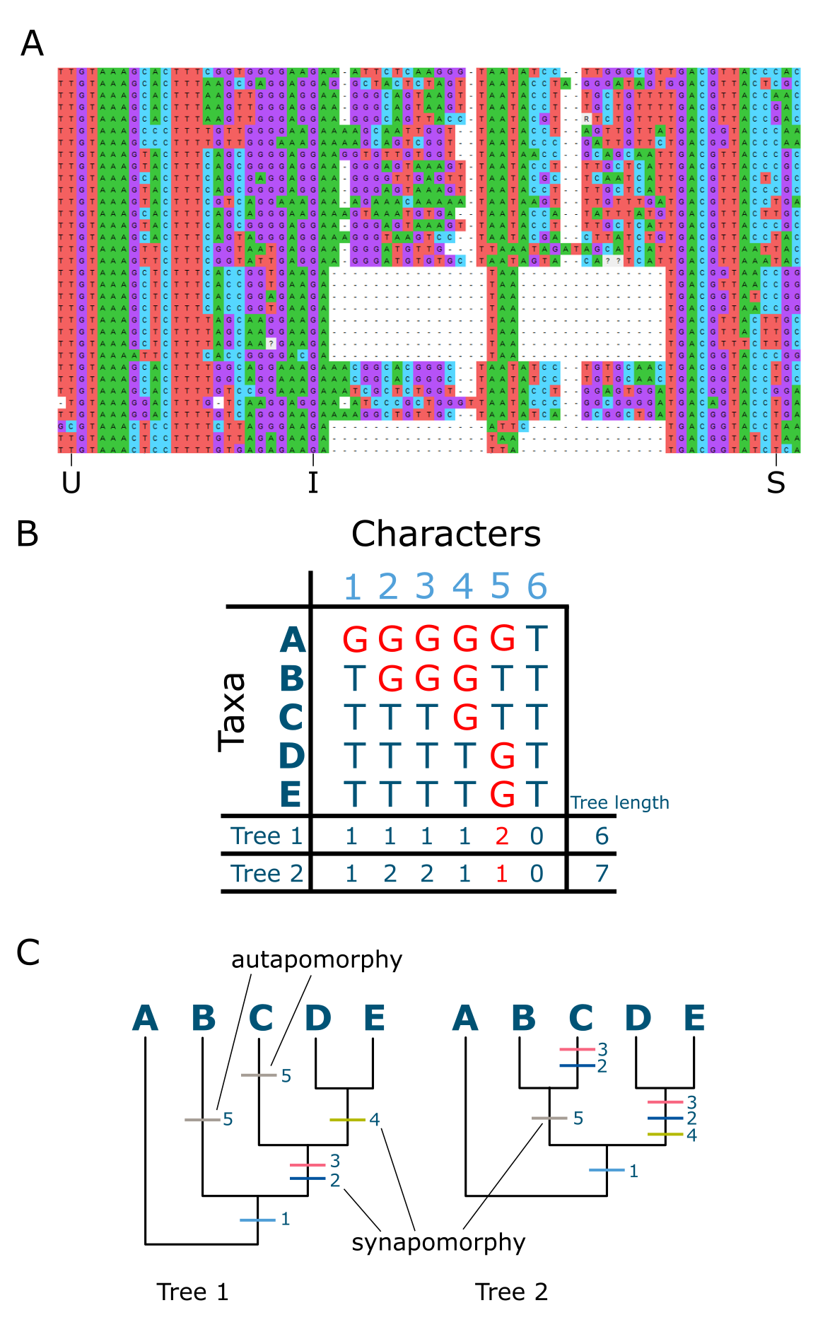 Multiple sequence alignments and autapomorphies and synapomorphies.