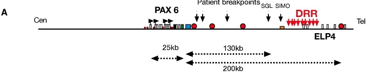 PAX6 locus