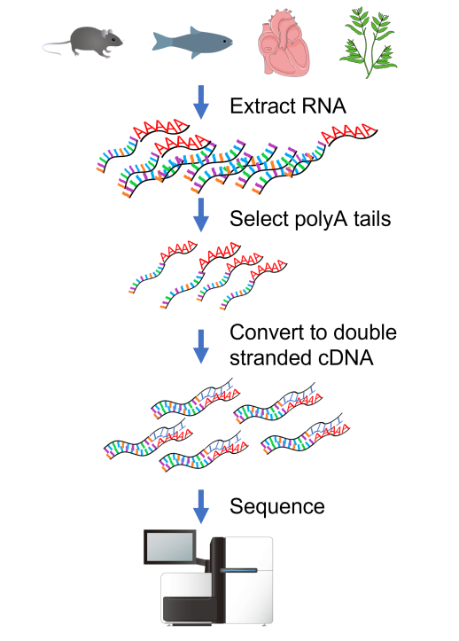 RNAseq protocol