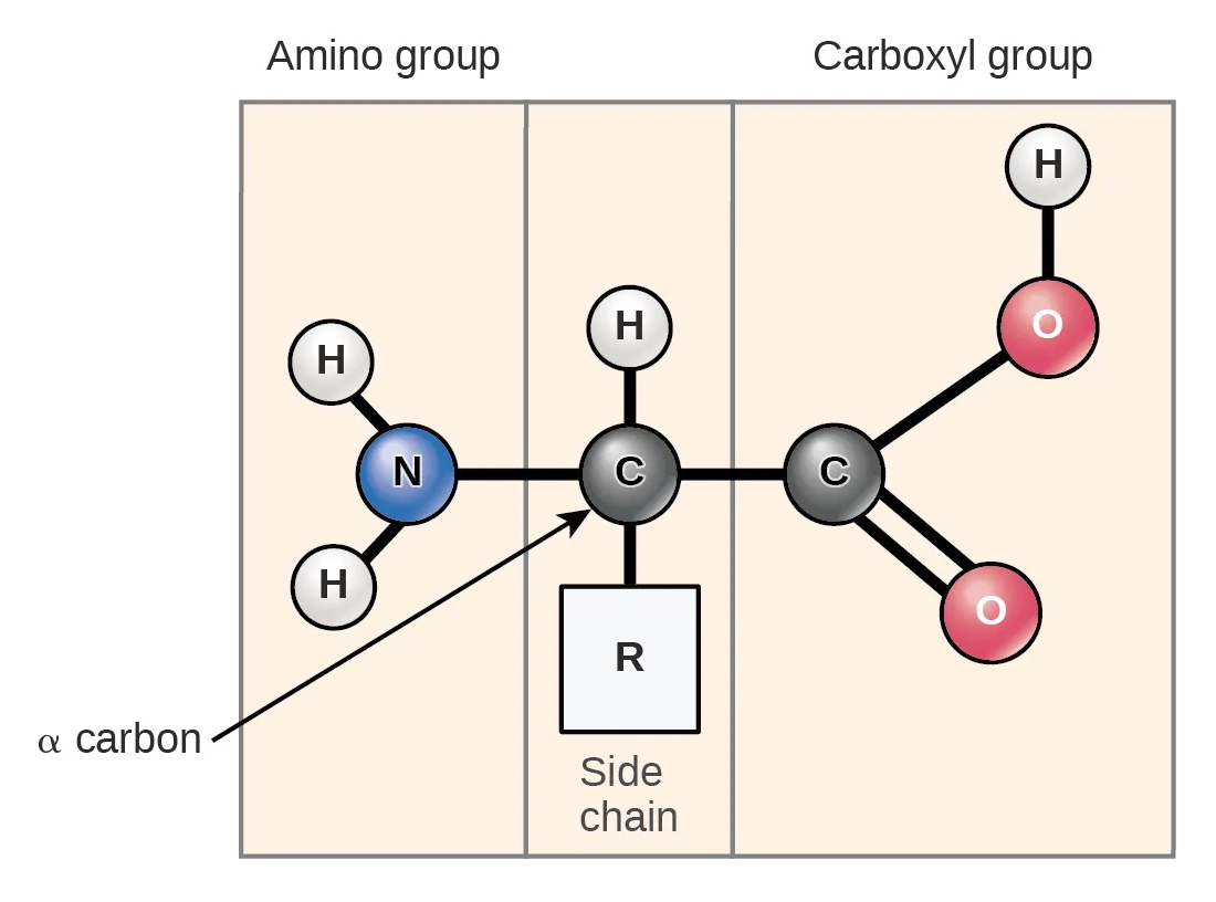 Structure of an amino acid