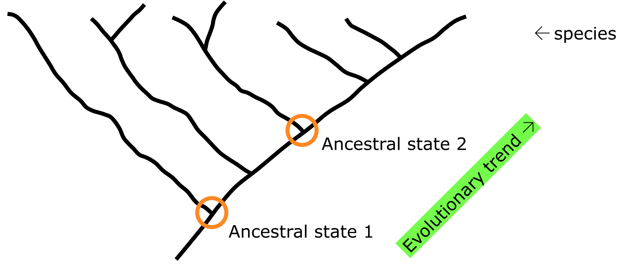 A phylogenetic tree with ancestral states