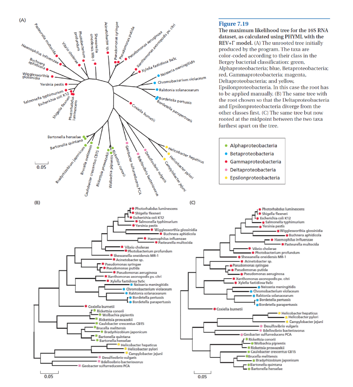 Proteobacterial 16S rDNA.
