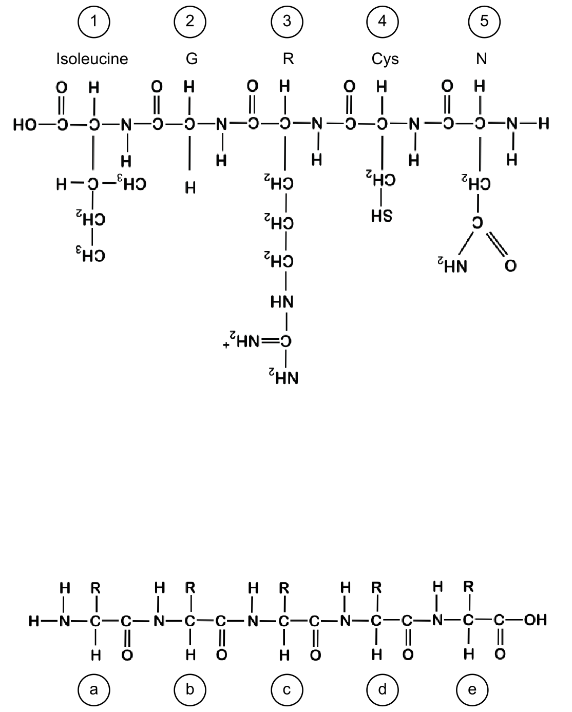 Short five amino acid peptide.