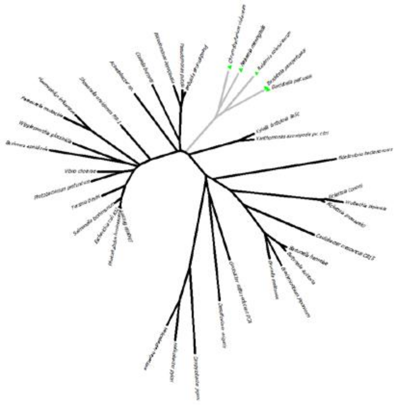 Example of tree result.