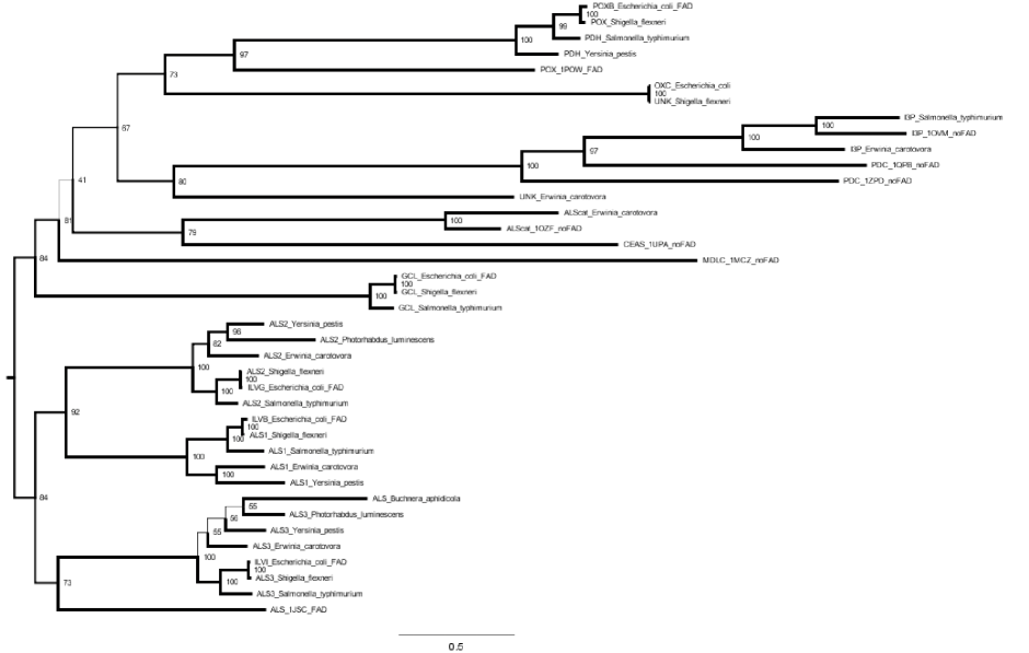 MAFFT alignment tree.