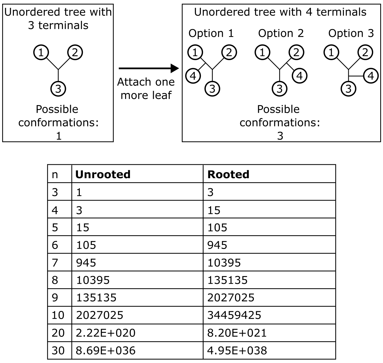 A calculation of how many bifurcating trees are possible, given a number of unrooted and rooted trees.
