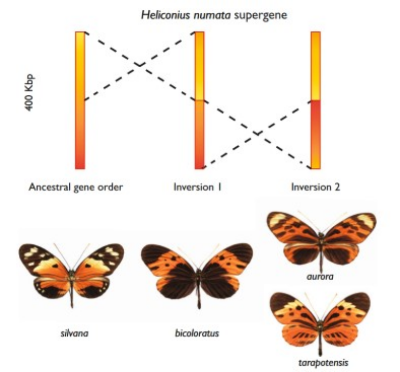 Phenotypic differences in butterflies due to inversions