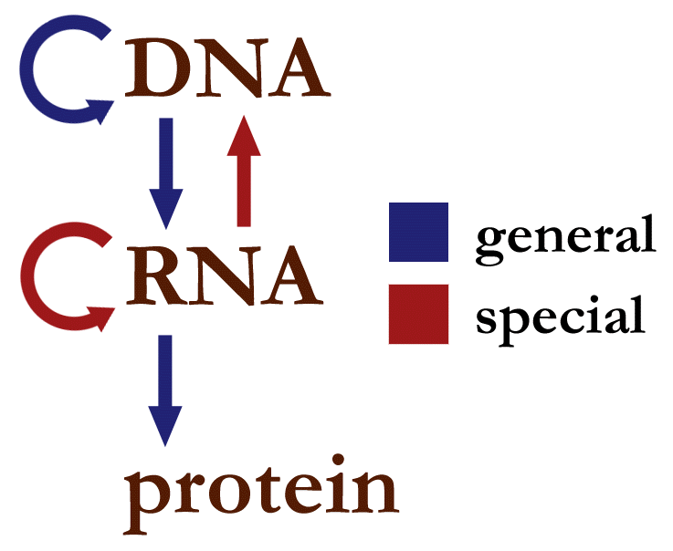 Central dogma of molecular biology