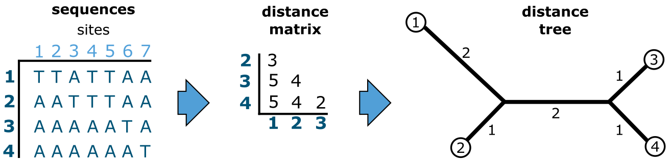 The distance approach in reconstructing a phylogenetic tree of sequences that accumulated substitutions in a clock-like manner.