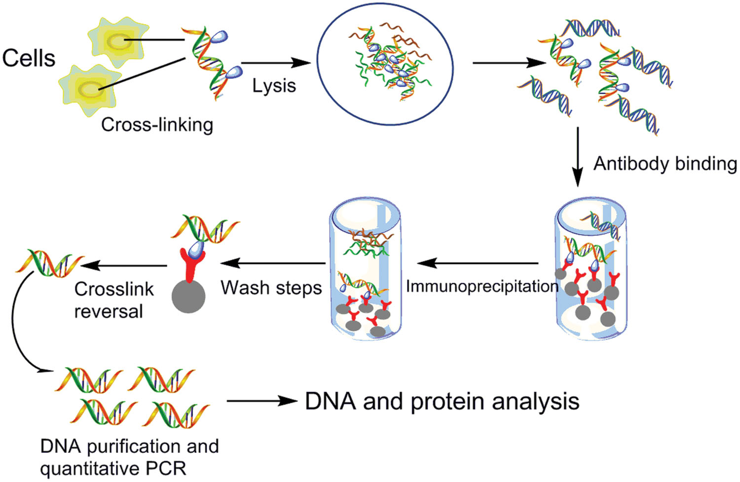 ChIPseq protocol