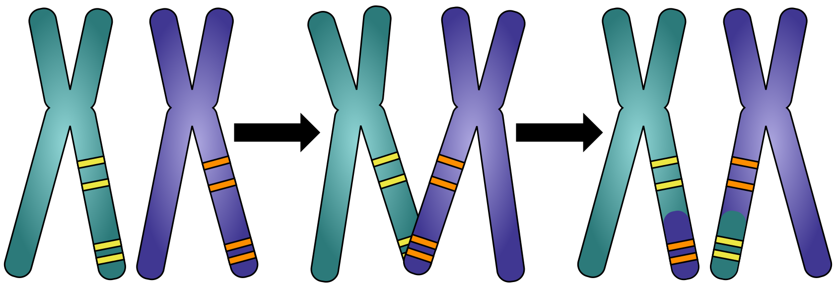 Co-segregation of alleles