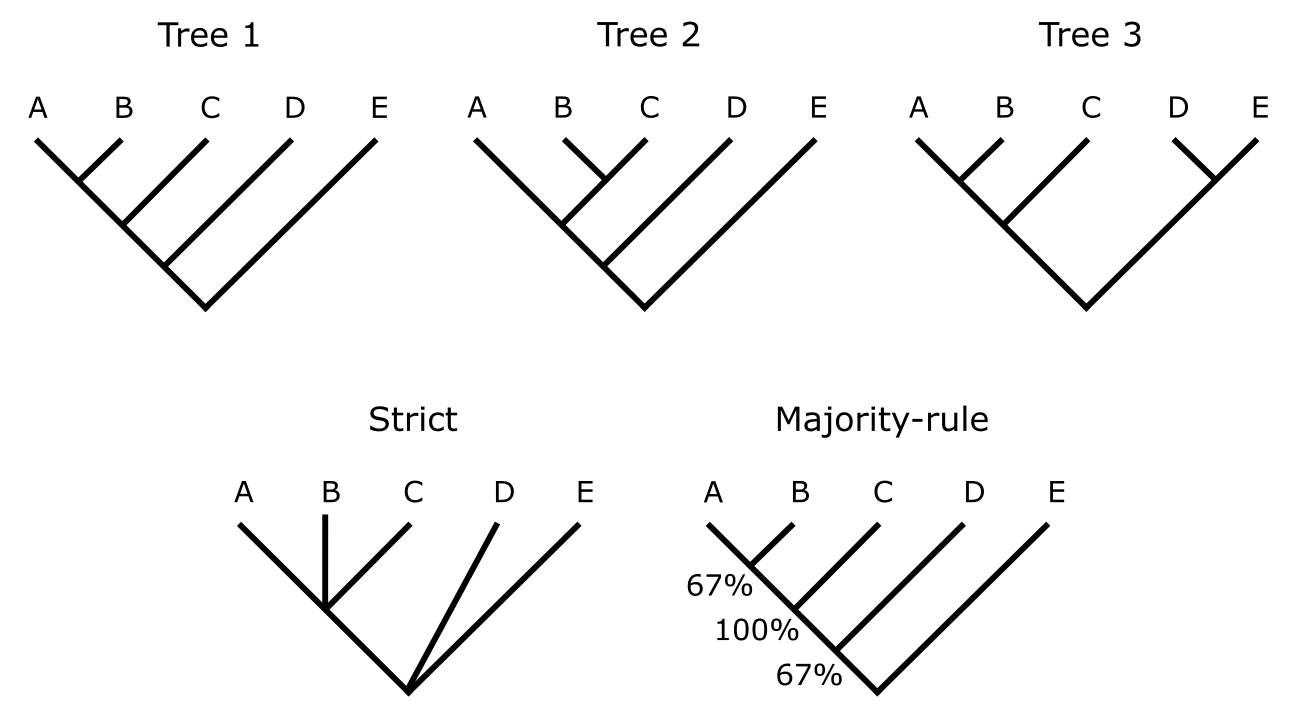 Three primary trees with their strict and majority-rule consensus trees.