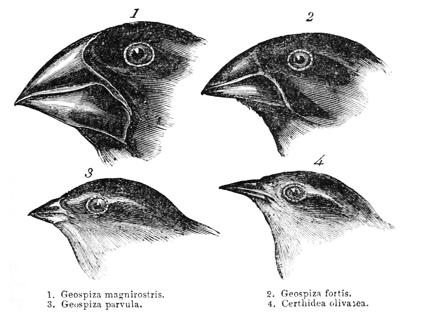 galápagos finches