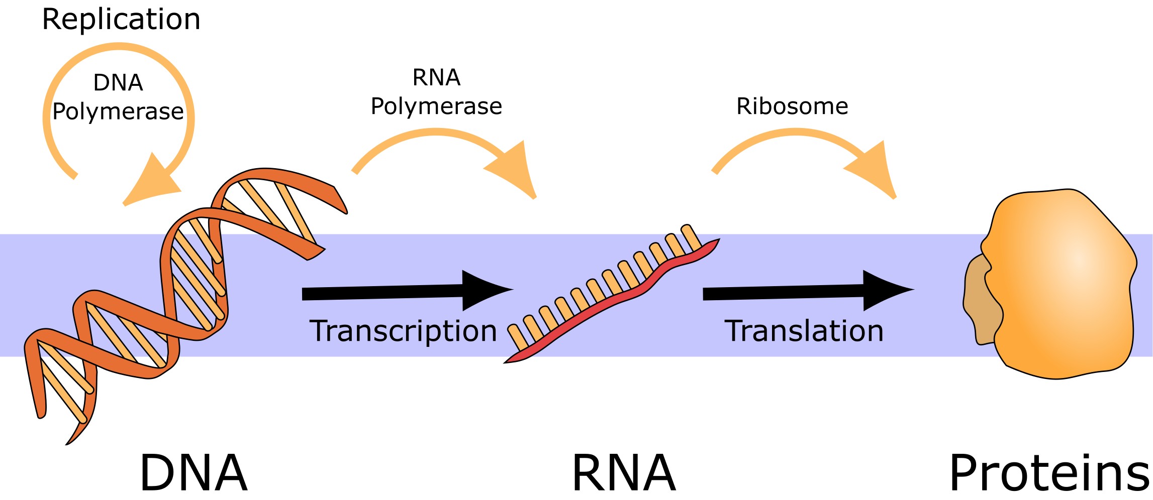 Central dogma