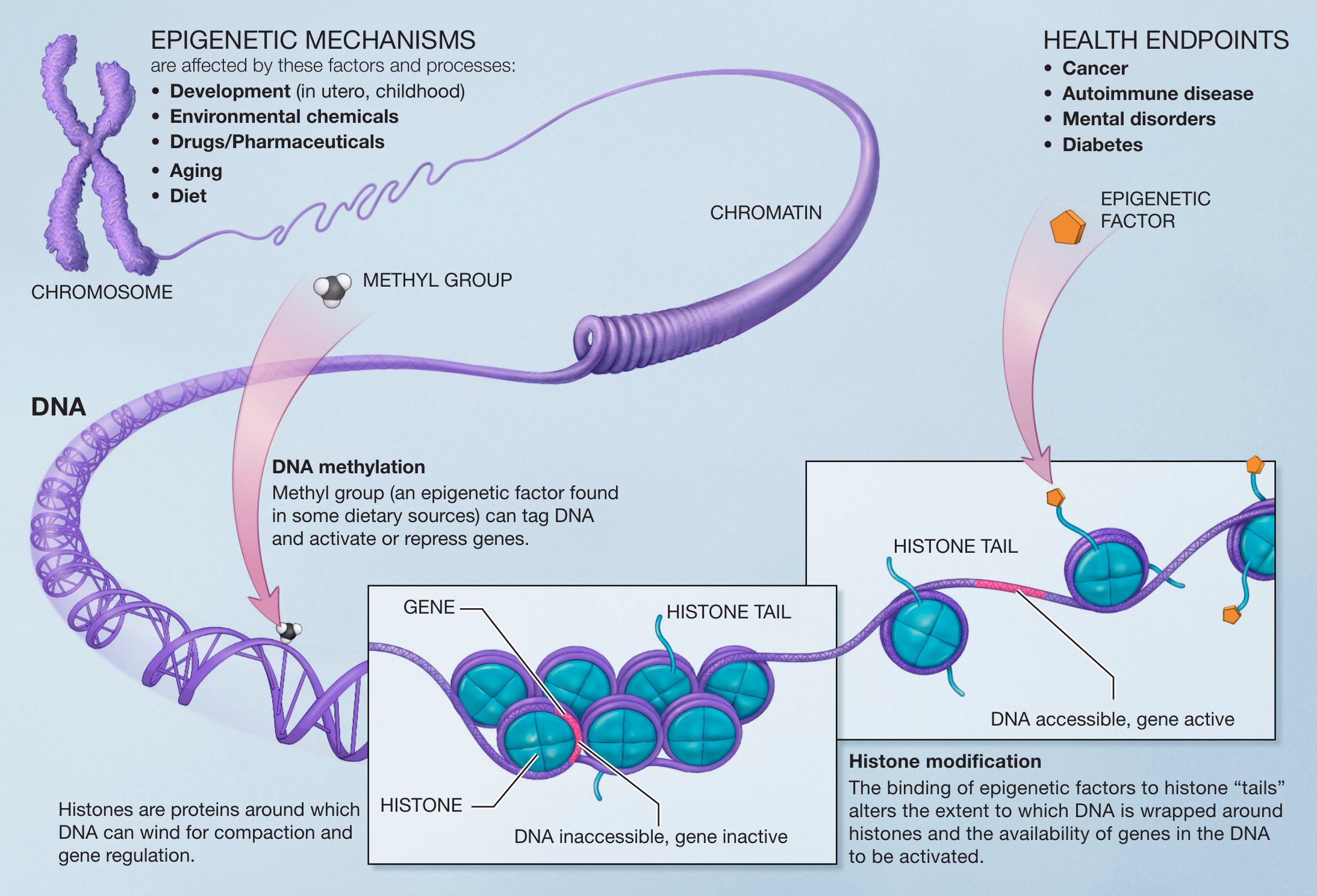 Description of epigenetic mechanisms