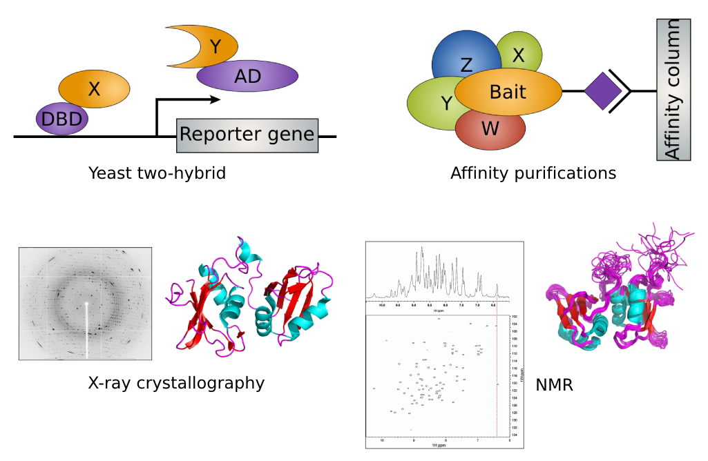 Experimental protein interaction detection