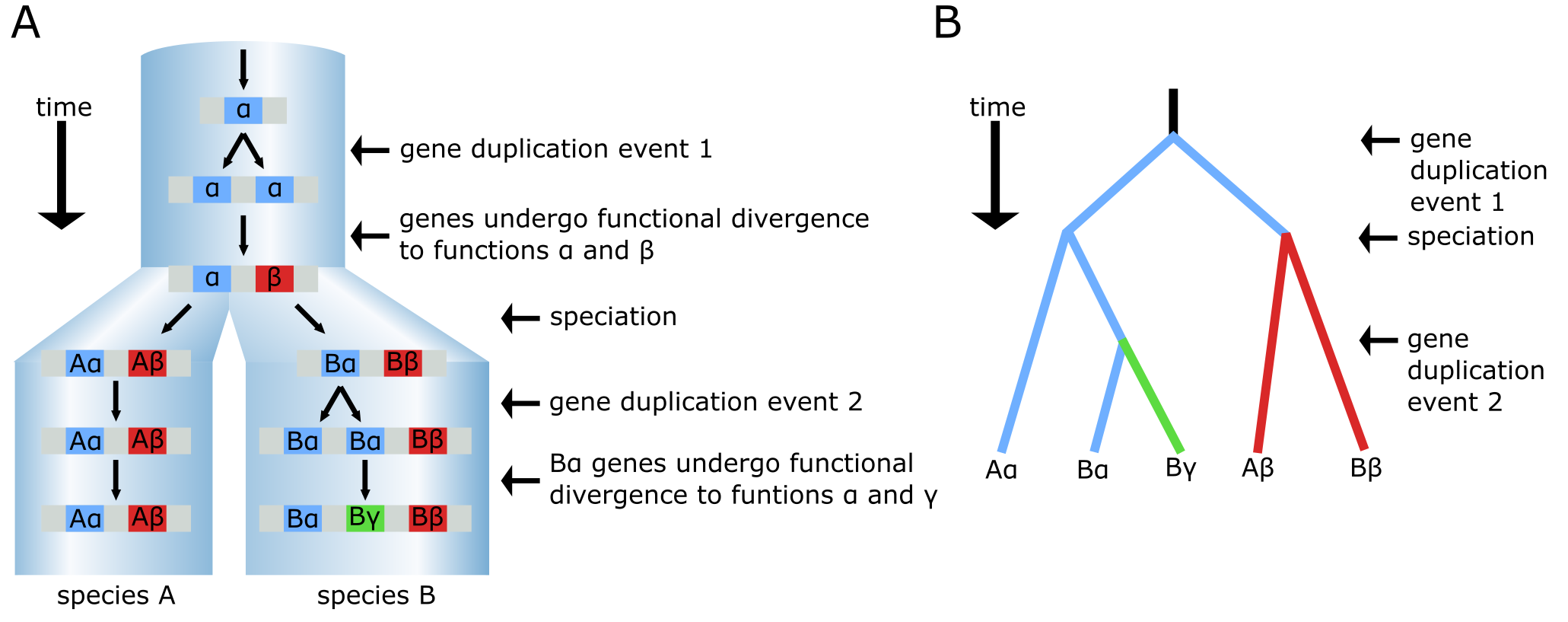 Evolutionary history of a gene after duplication and speciation events.