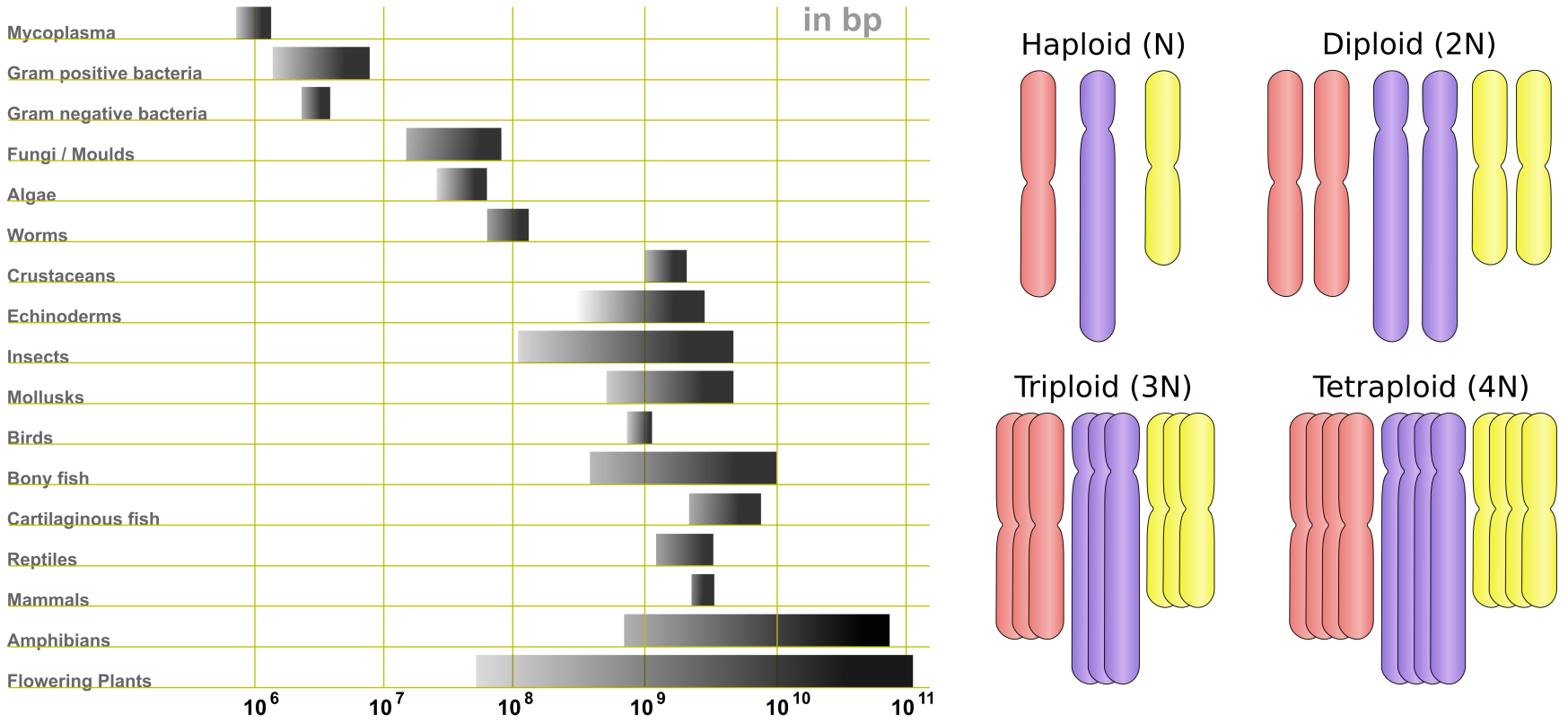 Left, variety of genome sizes. Credits: CC BY-SA 3.0 ;
right, examples of ploidy. Credits: CC BY-SA 3.0 .