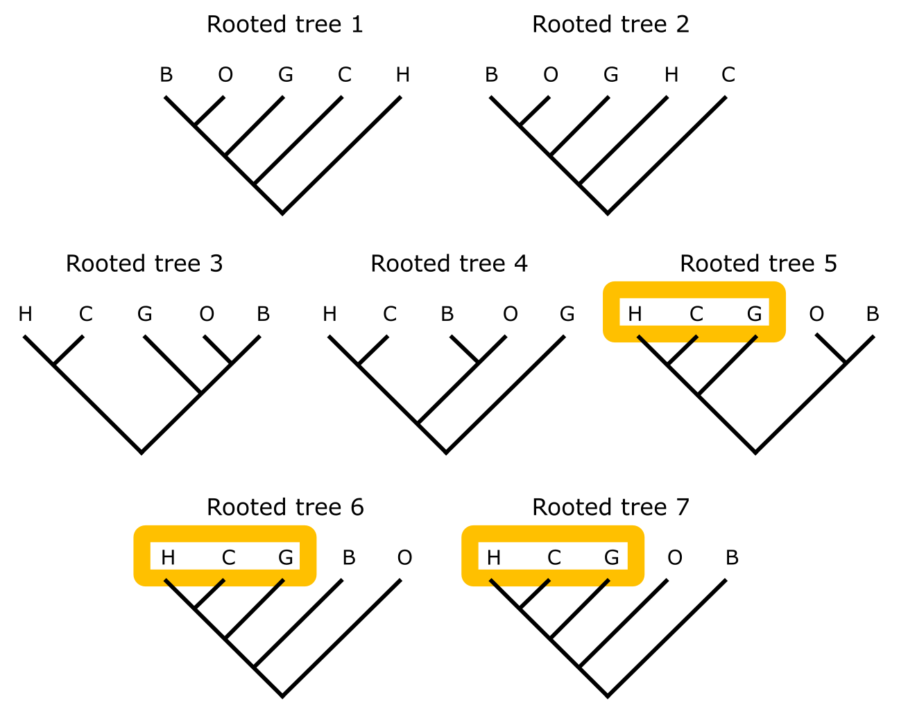 Seven rooted trees derived from placing the root on a different branch of the unrooted tree.