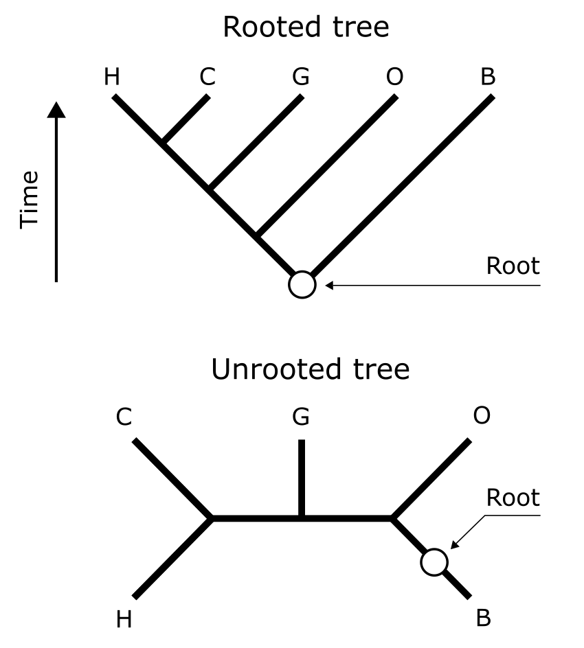A properly rooted tree and an unrooted version of the same tree, with the proper root indicated.