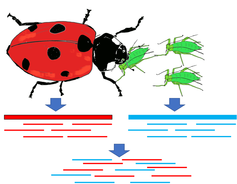 Sequencing contamination