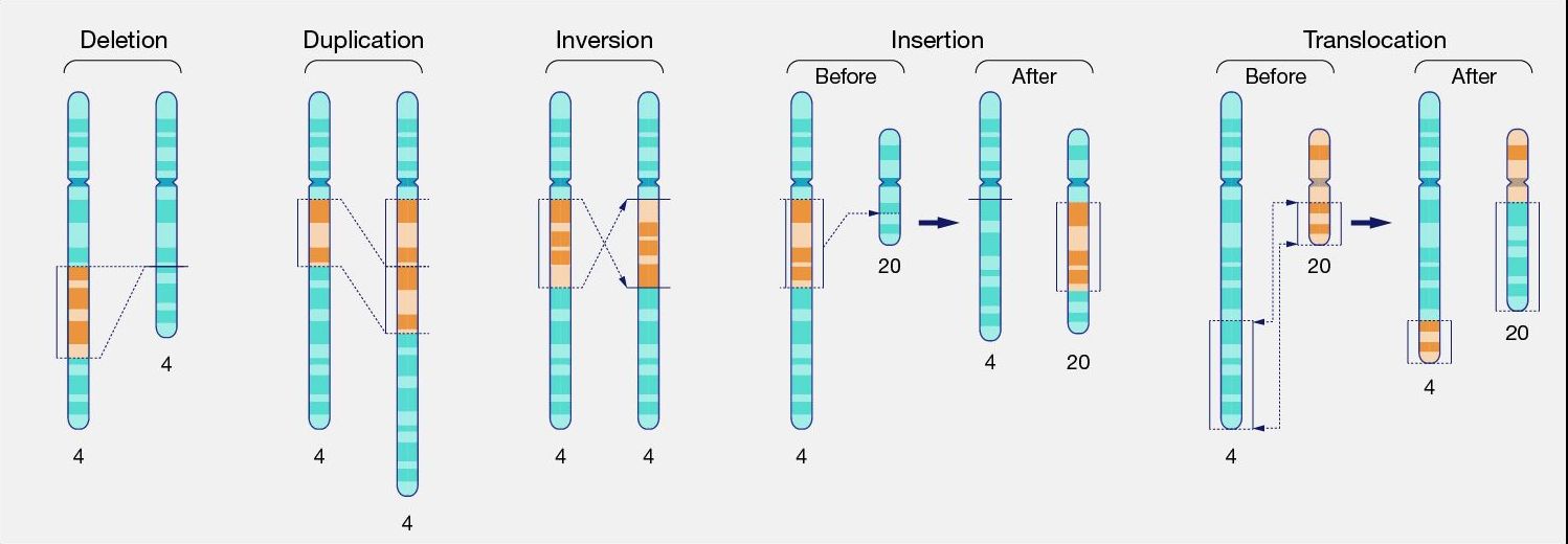 Large-scale structural variants