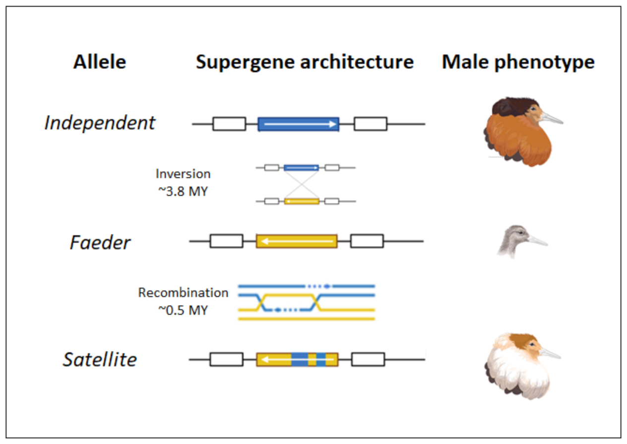 Inversion leading to phenotypic variation in ruffs