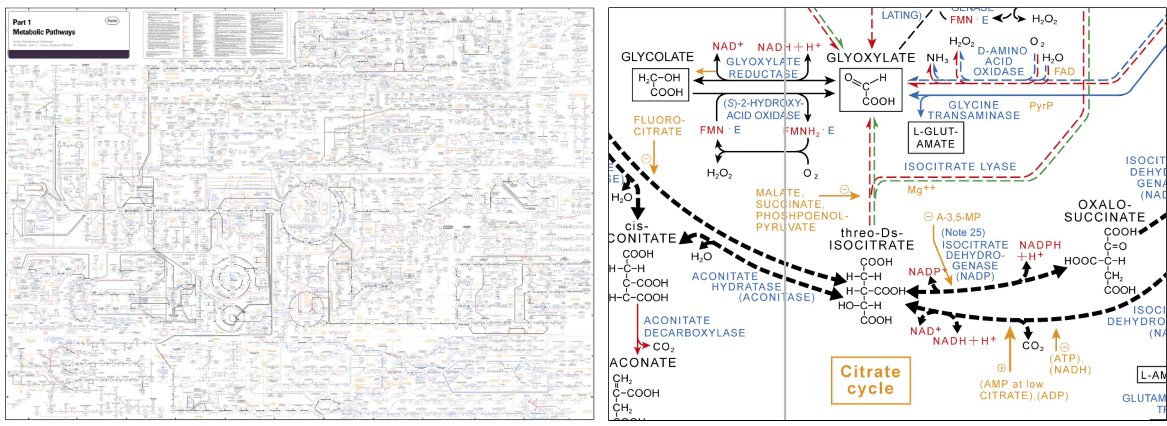 Metabolic network