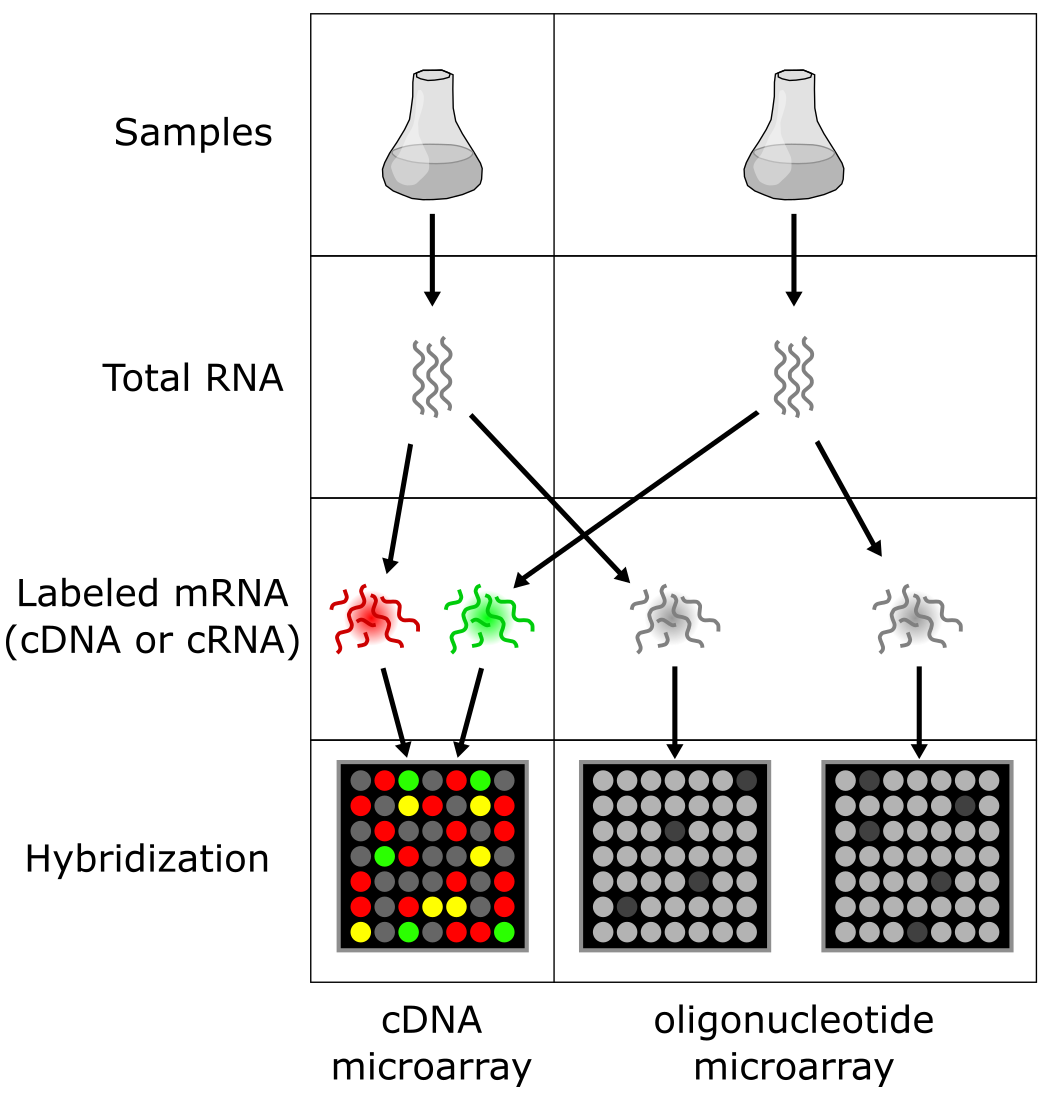 cDNA (two-color) vs oligonucleotide (one-color) microarray analysis.