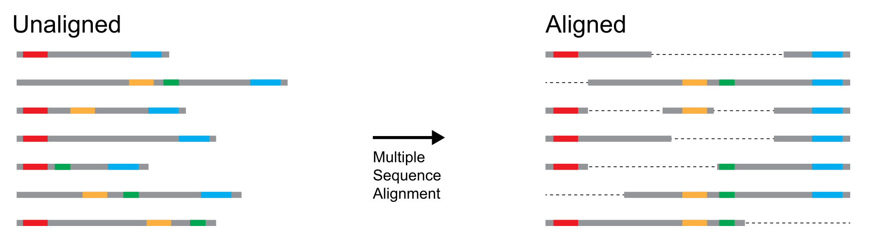 Multiple Sequence Alignment (conceptual)