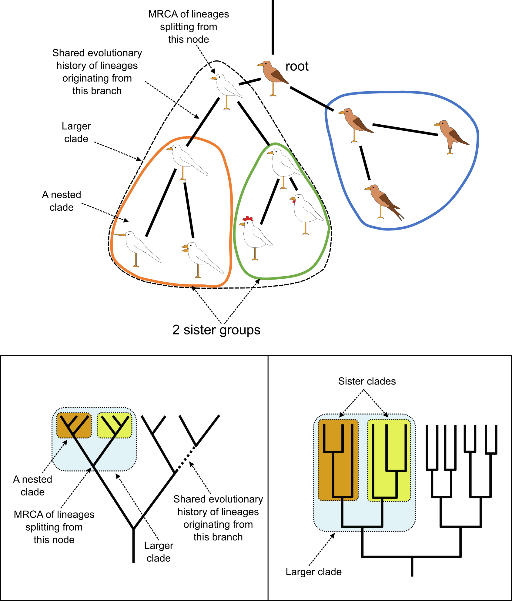 A depiction of a rooted nested tree and nested and sister clades with MRCA.