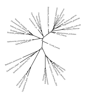 Reconstructed tree resulting from the newick notation.