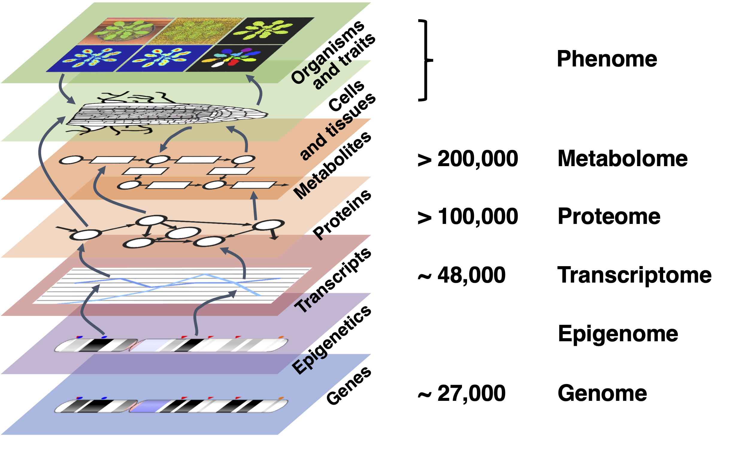 -Omics levels