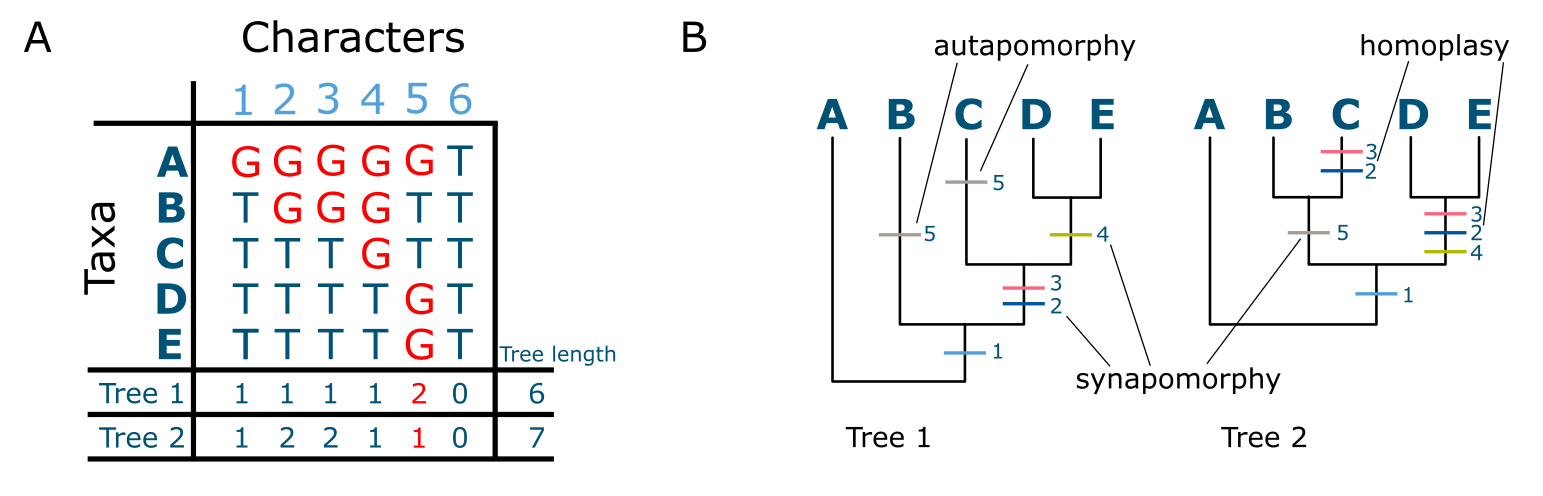 Parsimony analysis, in which character state changes in the MSA are indicated on the resulting trees.