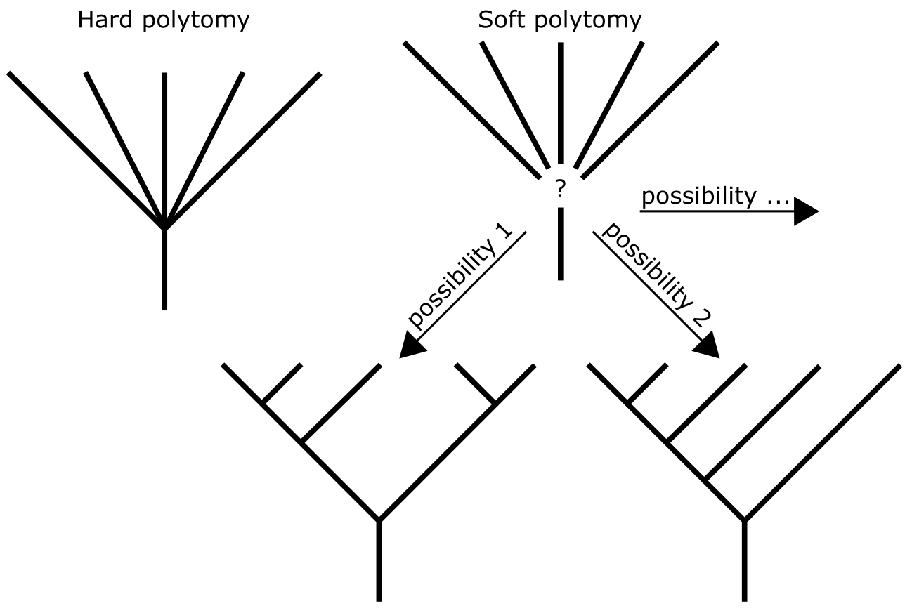 Hard and soft polytomies