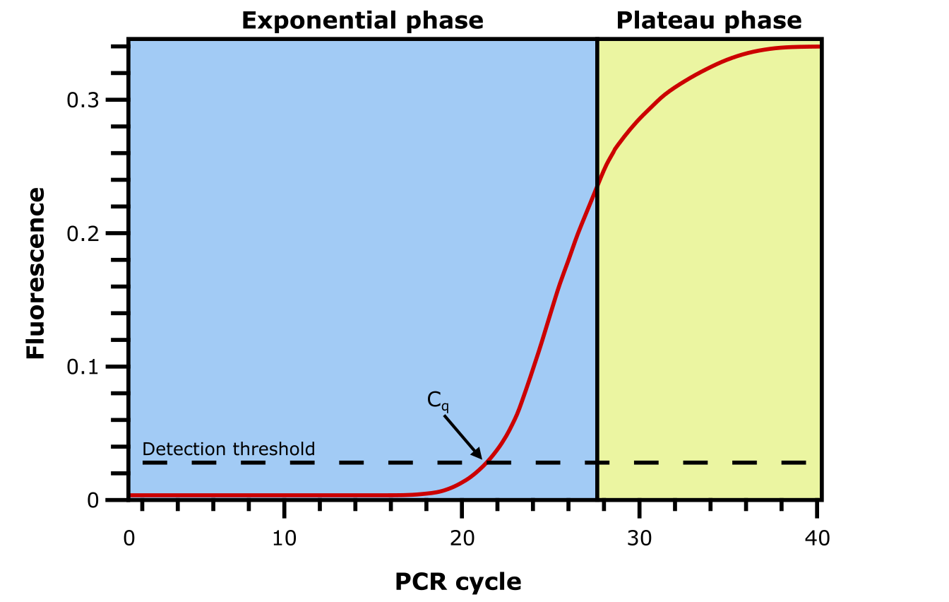 qPCR amplification graph