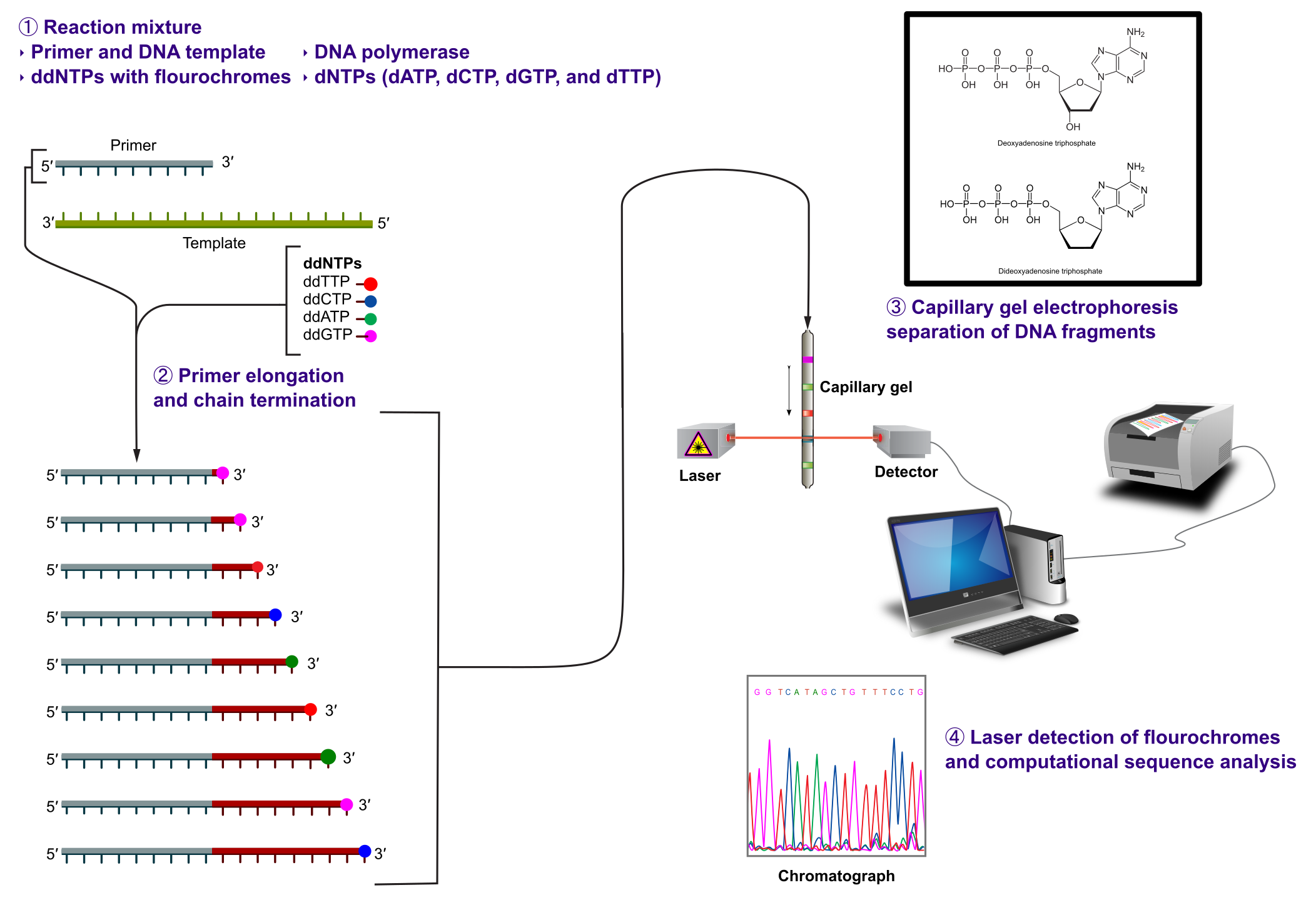 Sanger sequencing