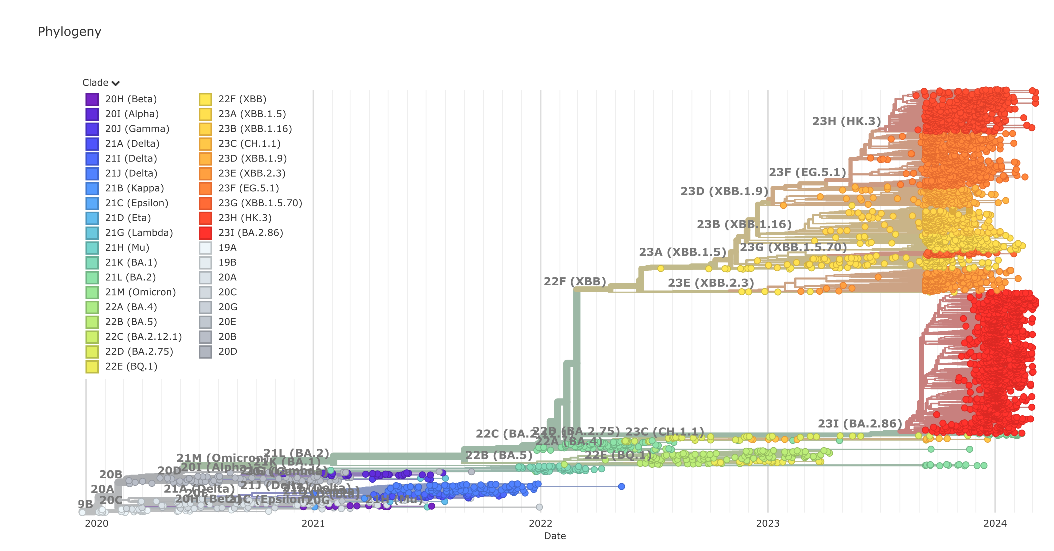 The SARS-CoV-2 phylogenetic tree