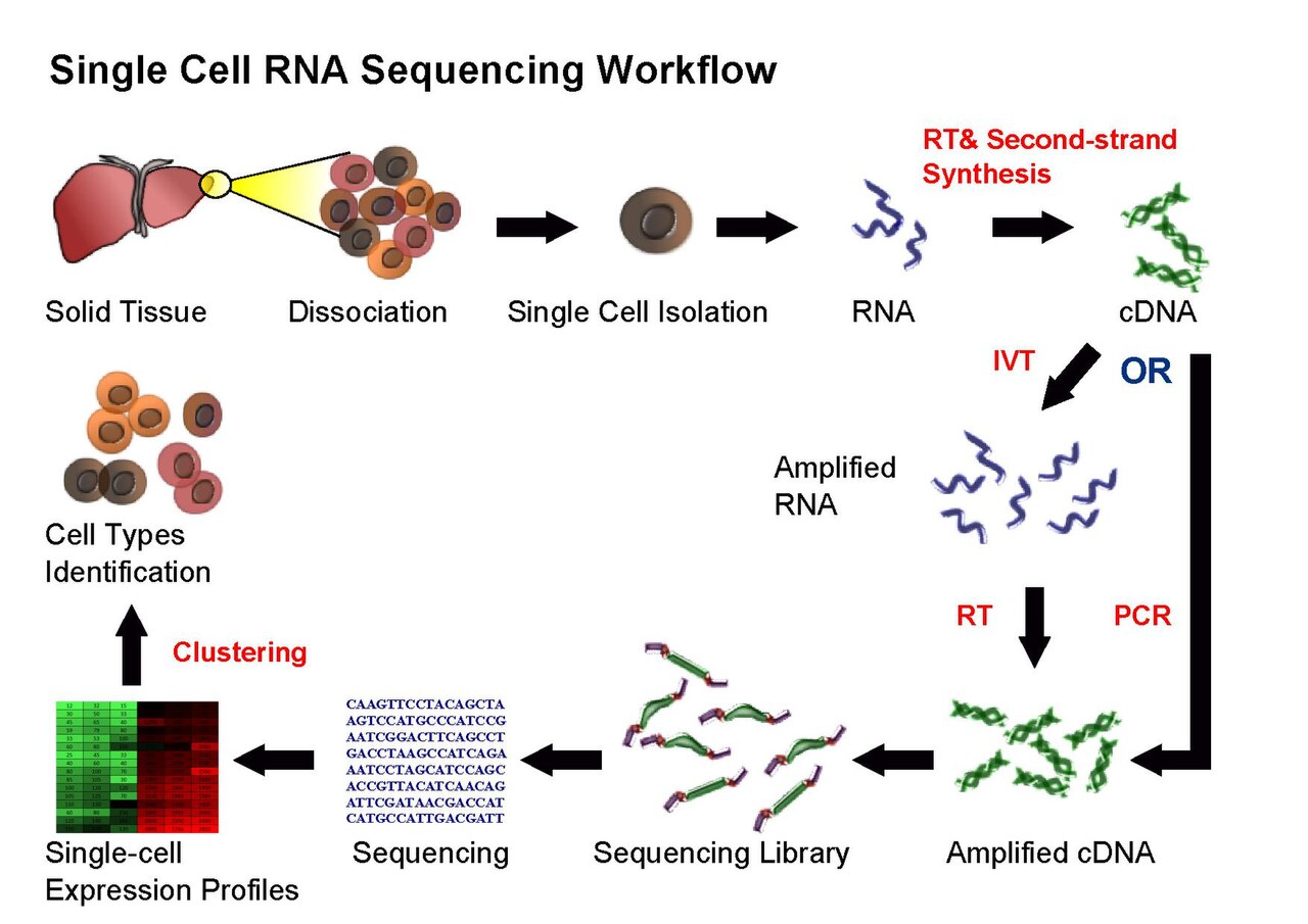 Figure showing separation of cells prior to cDNA creation followed by a standard RNAseq workflow 