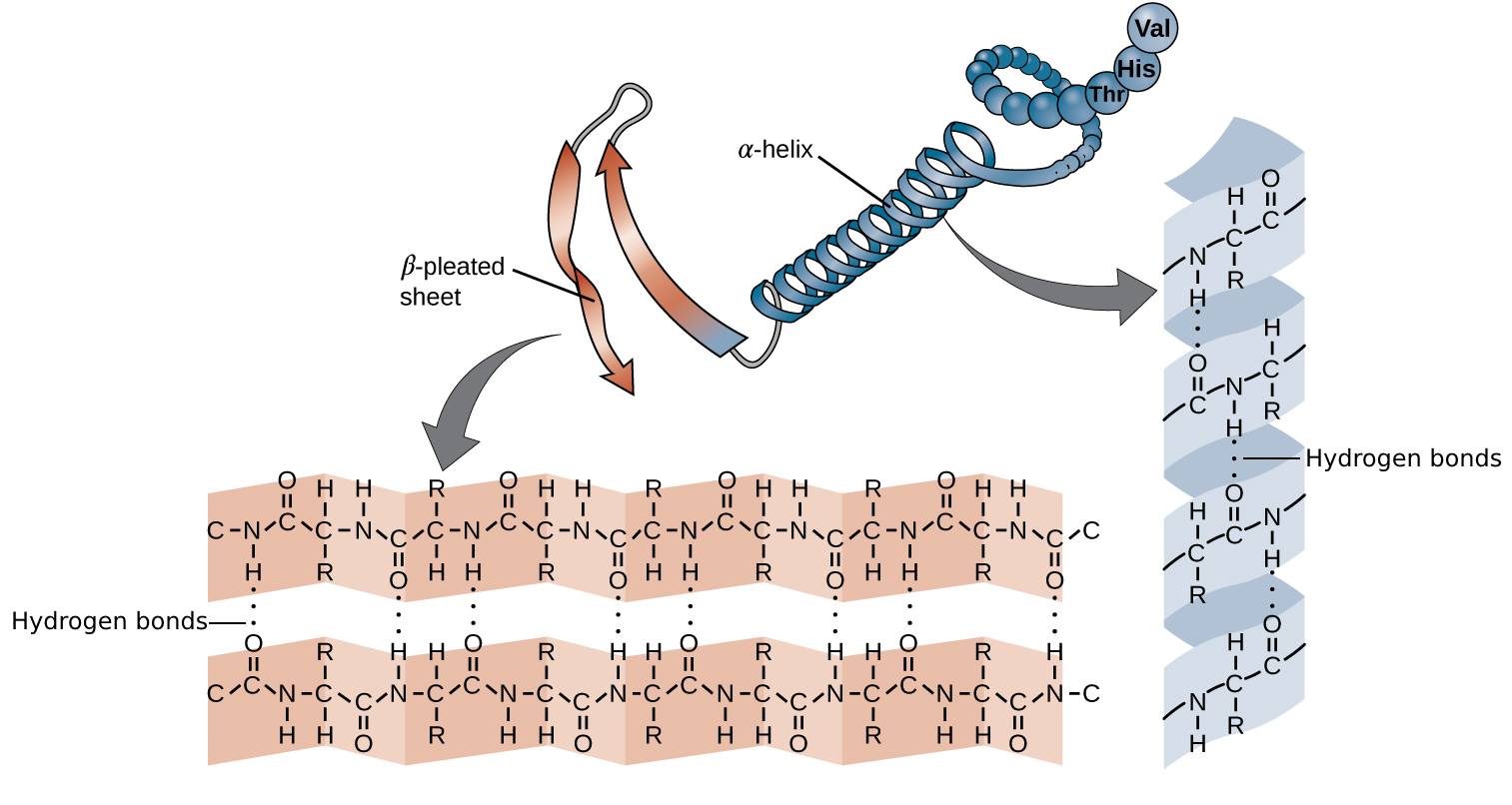 Secondary structure elements
