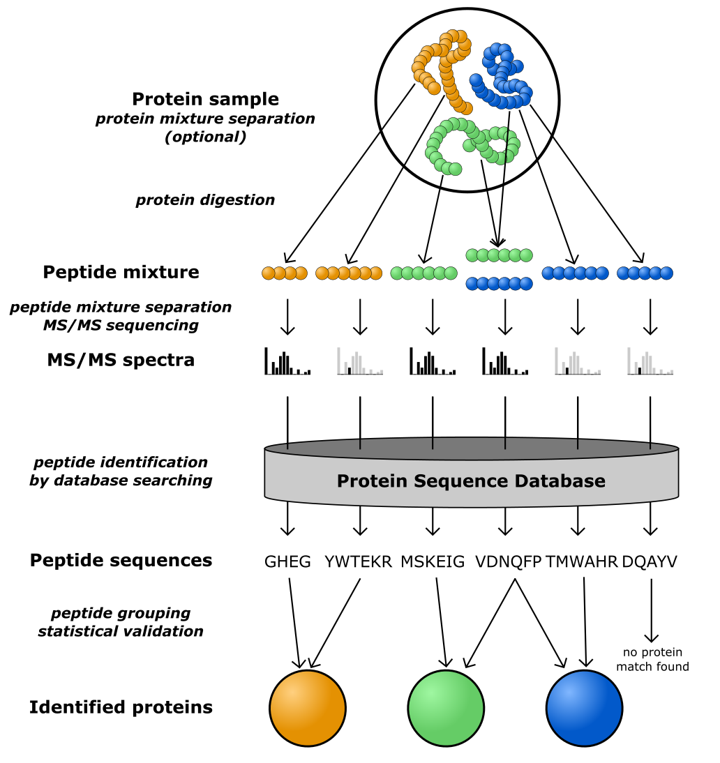 Schematic overview of shotgun proteomics