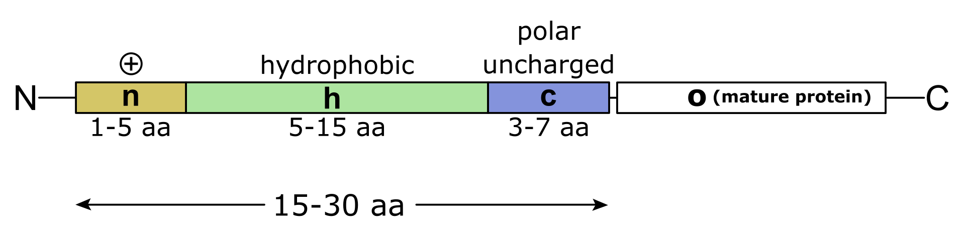Signal sequence (signal peptide) with a hydrophobic core-region (h) and hydrophilic N- (n) and C-terminal (c) flanking regions